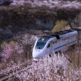 国内就有日本同款花海火车 将迎来最美春天